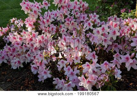 spring flowers bursting into life in a country garden