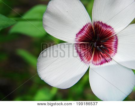 Small garden white flower close-up. White flower with a red center