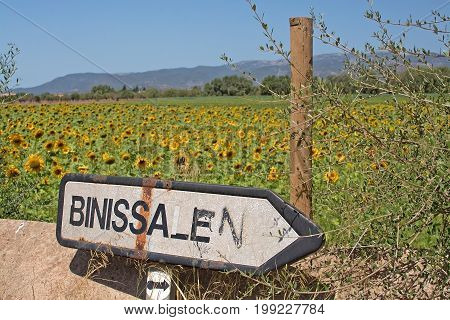 Sunflower Field Binissalem Roadpost