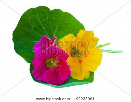 nasturtium. Nasturtium flowers. Nasturtium flowers isolated on white background. Set of nasturtium flower.
