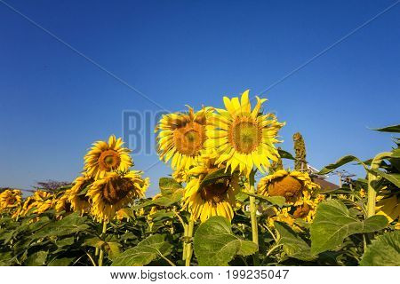 Sunflower and field against a bright sky