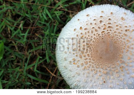 White mushrooms in forest on rain season in Thailand.