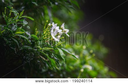Sampaguita Jasmine in the middle of rain