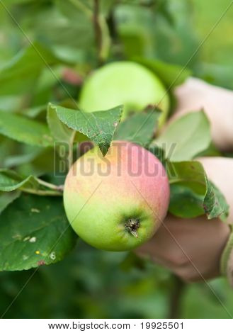 Apple