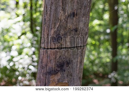 old tree is severed but continues to grow
