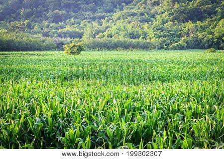 Green corn field in agricultural garden On the hill