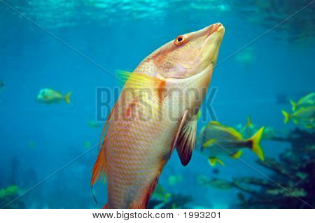 Peces de acuario
