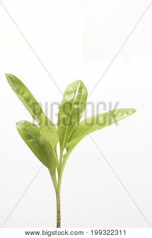 Scadoxus multiforus leaves isolated on the white background