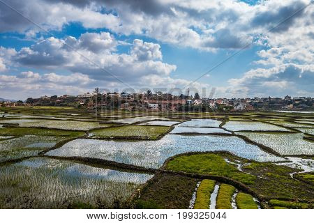 Rice fiels in Antananarivo suburbs in Madagascar