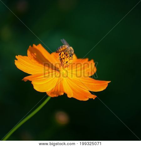 Beautiful yellow cosmos flower, Yellow flower of Mexican Diasy, Cosmos, Spanish Needle, Sulfur Cosmos, Yellow Cosmos (Cosmos Sulphureus Cav.)