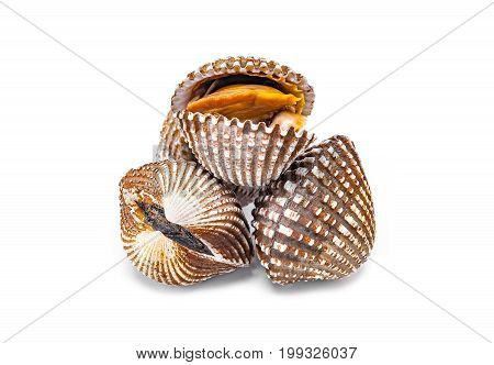 Cardiidae shellfish seafood isolated on white background