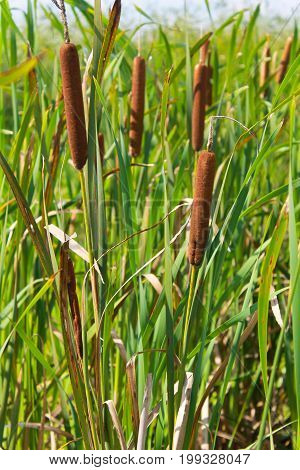 Reeds In A Marsh