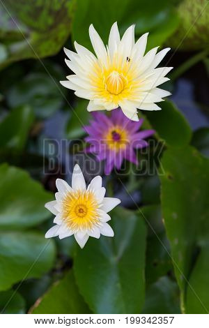 Beautiful  Lotus Or Lily Flower In Pond,top View