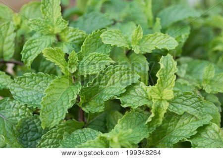 Fresh Green Mint Plant Textured Background