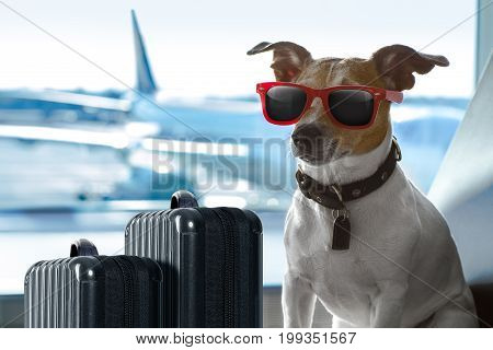 Dog In Airport Terminal On Vacation