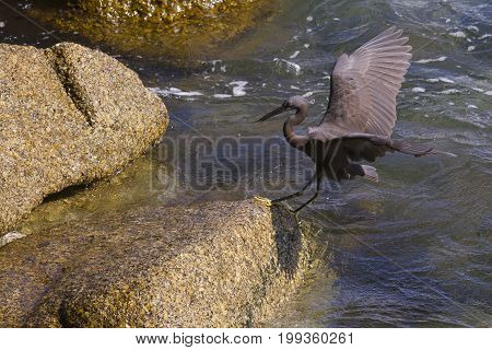 Pacific Reef Egret on the rock seaside aisia beach black pacific reef egret looking for fish at beach rock.