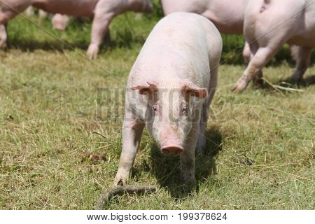 Little pink growing piglets grazing on rural pig farm