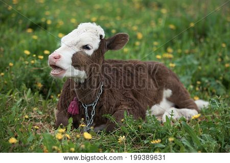 Small Calf Lying