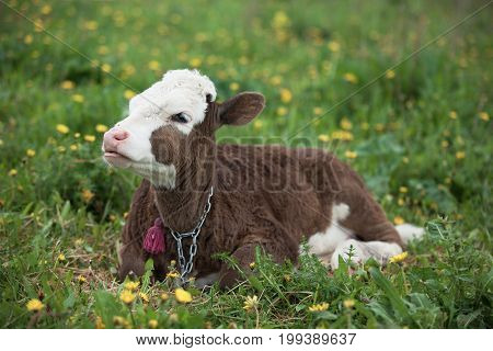Small Calf Lying