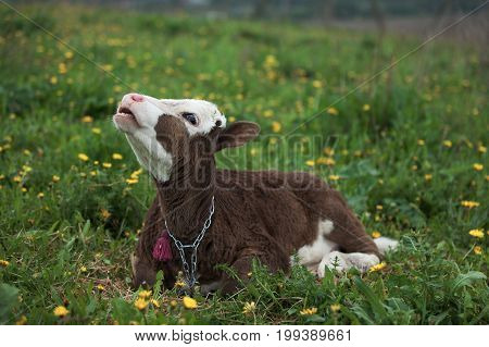 Small Calf Lying