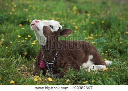 Small Calf Lying