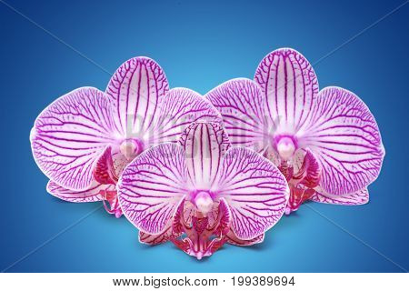 Three Orchid Flower With Stripes