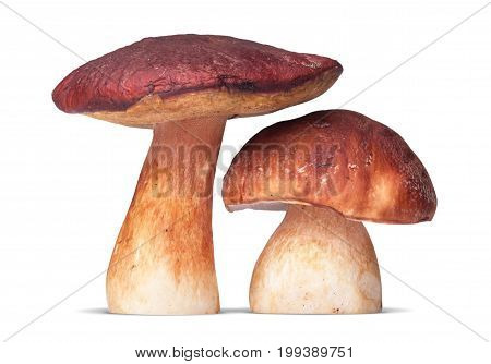 Two White Mushroom Isolated