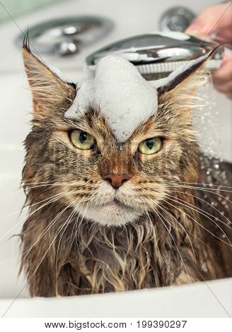 Cat bath. Wet cat with foam on the head