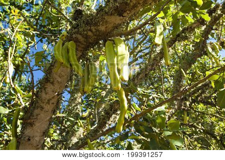 Parmentiera Edulis - Candle Tree Green Exotic Fruit.