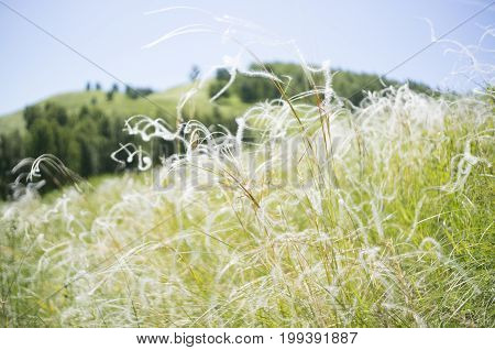 A natural background with beautiful feather grasses.