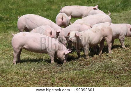 Little pink growing piglets grazing on rural pig farm