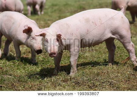Group photo of young piglets runs on green grass near the farm