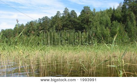 Erba sul lago