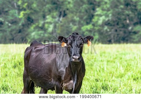 Black Angus beef cow with summer hair coat from the chest up with pasture and treeline in the background