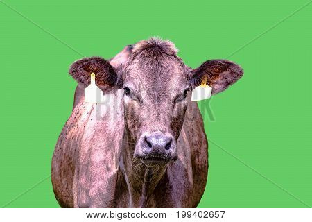 Brown crossbred beef cow with two yellow ear tags isolated with green screen background.