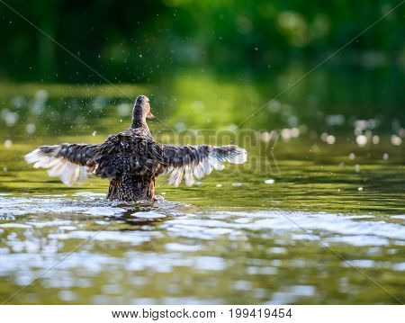 The mallard or wild duck (Anas platyrhynchos) spreading wings