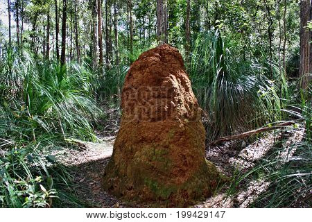 Amazing Orange Stone In Kondalilla National Park