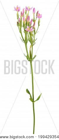 Common centaury (Centaurium erythraea) isolated on white background. Medicinal plant with small pink flowers