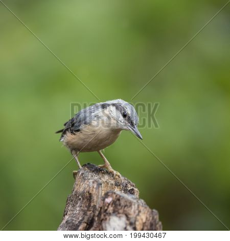 Beautiful Nuthatch Bird Sitta Sittidae On Tree Stump In Forest Landscape Setting
