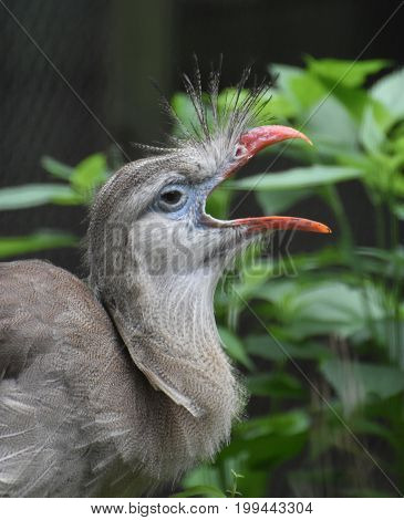 Interesting seriema bird with an orange beak and gray feathers.