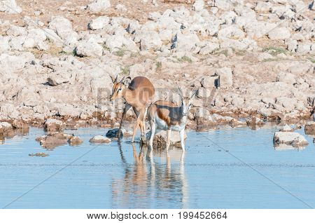 A young impala ram (Aepyceros melampus) and a young springbok (Antidorcas marsupialis) in a waterhole in Northern Namibia