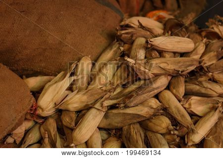 maize cobs corn in harvesting season. natural farm.
