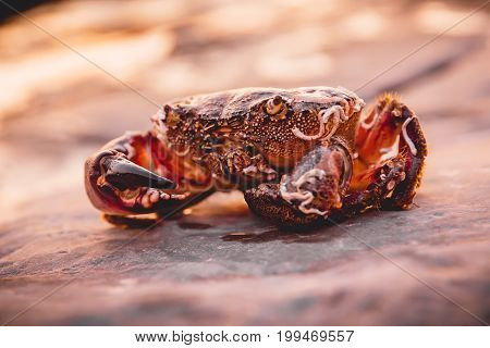 Red crab on stone at sunset. Wild life