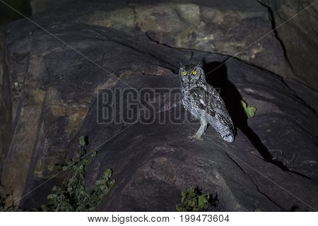 Spotted Eagle-Owl sitting on rocks in a spotlight at night