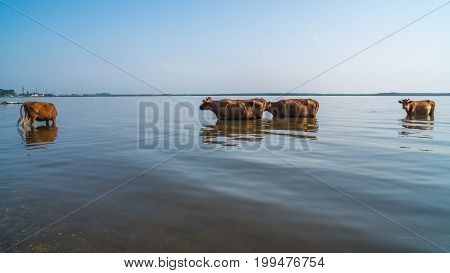 Cows Swim In Paliastomi Lake, Samegrelo, Geogria