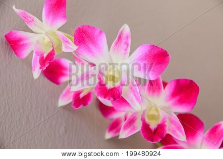 Beautiful bouquet of purple orchids on a Cream background.