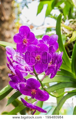 Beautiful bouquet of purple orchids in the garden