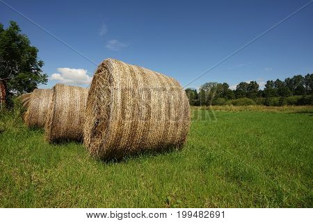 Big straw bales under blue sky in summer