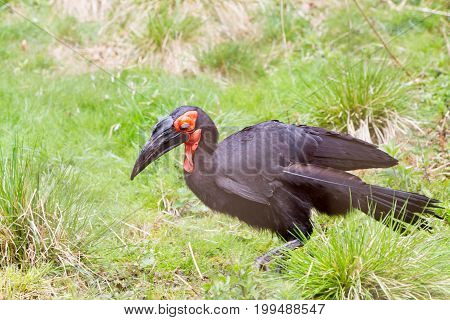The Southern Ground Hornbill (bucorvus Leadbeateri; Formerly Known As Bucorvus Cafer)