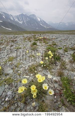 Yellow Poppy Flowers. Altai Mountains